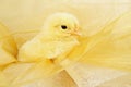 Little yellow chick Royalty Free Stock Photo