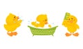 Little Yellow Chick Bathing in Bathtub and Combing Vector Set