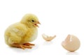 Little yellow chick with egg shell Royalty Free Stock Photo