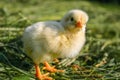 Little yellow chick on a green lawn on a farm. Royalty Free Stock Photo