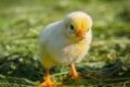 Little yellow chick on a green lawn on a farm. Royalty Free Stock Photo