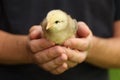 Little yellow chick in hands, rearing rural chicken Royalty Free Stock Photo