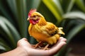 Little yellow chick in a man& x27;s arms,chick in palms, with comb and beard close-up,cute hen Royalty Free Stock Photo