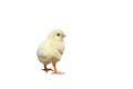 Little yellow chick standing on white background Royalty Free Stock Photo