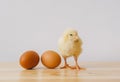 Little yellow chick and two Easter eggs on table Royalty Free Stock Photo