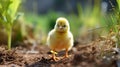 Little yellow chicken on a background of spring flowers. Selective focus