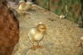A little yellow chicken Royalty Free Stock Photo