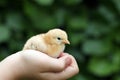 Little yellow chicken Royalty Free Stock Photo