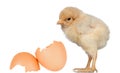 Little yellow chicken with a egg Royalty Free Stock Photo