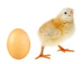 Little yellow chicken and chicken egg on white background Royalty Free Stock Photo