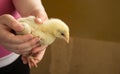 A little yellow chicken in the hands of a child. Animal care. Love and tenderness. A place for inscription Royalty Free Stock Photo