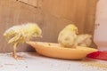 the little yellow chicken is infected with omphalitis virus, Pullorum, Salmonellosis, Colibacillosis.