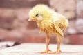 the little yellow chicken is infected with omphalitis virus, Pullorum, Salmonellosis, Colibacillosis.