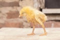 the little yellow chicken is infected with omphalitis virus