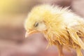 the little yellow chicken is infected with omphalitis virus, Pullorum