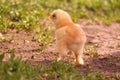 A little yellow chicken walks in the green grass in summer.