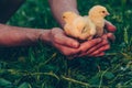 Little yellow chickens in the hands of a man on a background of green grass in the rays of sunset. Royalty Free Stock Photo