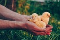 Little yellow chickens in the hands of a man on a background of green grass in the rays of sunset. Royalty Free Stock Photo