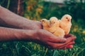 Little yellow chickens in the hands of a man on a background of green grass in the rays of sunset. Royalty Free Stock Photo