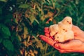 Little yellow chickens in the hands of a man on a background of green grass in the rays of sunset. Royalty Free Stock Photo