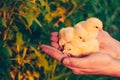 Little yellow chickens in the hands of a man on a background of green grass in the rays of sunset. Royalty Free Stock Photo