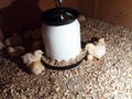 Little yellow chicks in close farm, temperature and light control Royalty Free Stock Photo