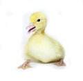 Little yellow chicks of a musky duck Royalty Free Stock Photo