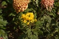 Little yellow chrysanthemum flower bud in the garden Royalty Free Stock Photo