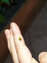 Little Yellow coccinella insect