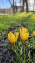 Little yellow crocus flowers