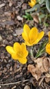 Little yellow crocus flowers