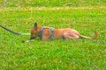 Little yellow dog eating leaves on the grass Royalty Free Stock Photo