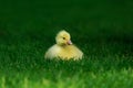 Little yellow duckling Royalty Free Stock Photo