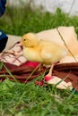 Little yellow duckling on the green grass. Close-up Royalty Free Stock Photo
