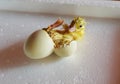 Little yellow duckling hatched from an egg Royalty Free Stock Photo