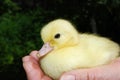 Little yellow duckling sitting on the palm