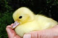 Little yellow duckling sitting on the palm