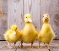 Little yellow duckling Royalty Free Stock Photo