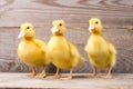 Little yellow duckling Royalty Free Stock Photo