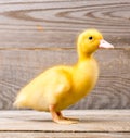 Little yellow duckling Royalty Free Stock Photo