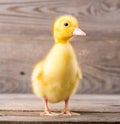 Little yellow duckling Royalty Free Stock Photo