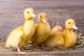 Little yellow duckling Royalty Free Stock Photo