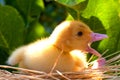 Little yellow duckling young handsome man Royalty Free Stock Photo