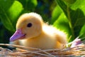Little yellow duckling young handsome man Royalty Free Stock Photo