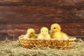 Yellow ducklings