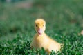 Hand holding newborn baby Muscovy duckling Royalty Free Stock Photo