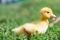 Hand holding newborn baby Muscovy duckling