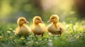 Little yellow ducklings run along the green bright grass Royalty Free Stock Photo