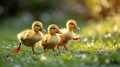 Little yellow ducklings run along the green bright grass Royalty Free Stock Photo