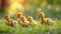 Little yellow ducklings run along the green bright grass Royalty Free Stock Photo